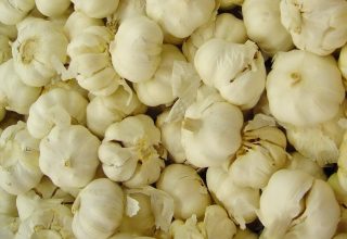 3919184921-garlic-387509_1920-kRm5-1920x1280-MM-100